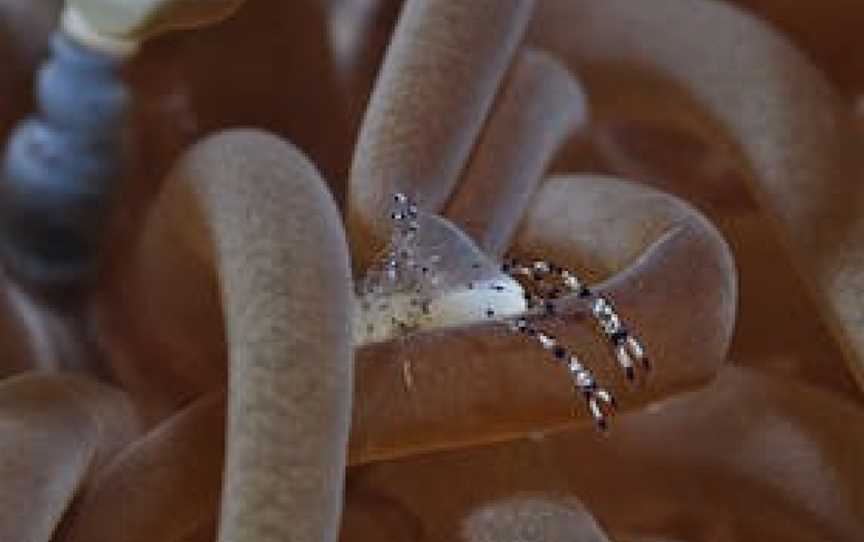 Monolith Dive Site, Lizard Island, QLD