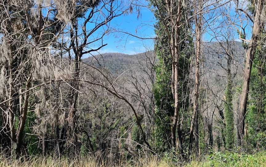 Monga National Park, Monga, NSW