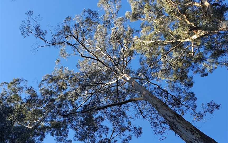 Mortimer Picnic Ground, Gembrook, VIC