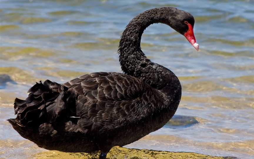 Moulting Lagoon, Coles Bay, TAS