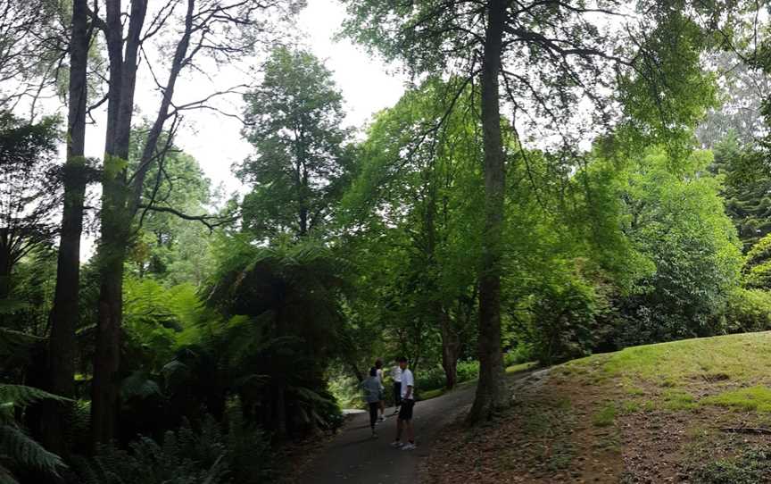 Mount Dandenong Arboretum, Mount Dandenong, VIC