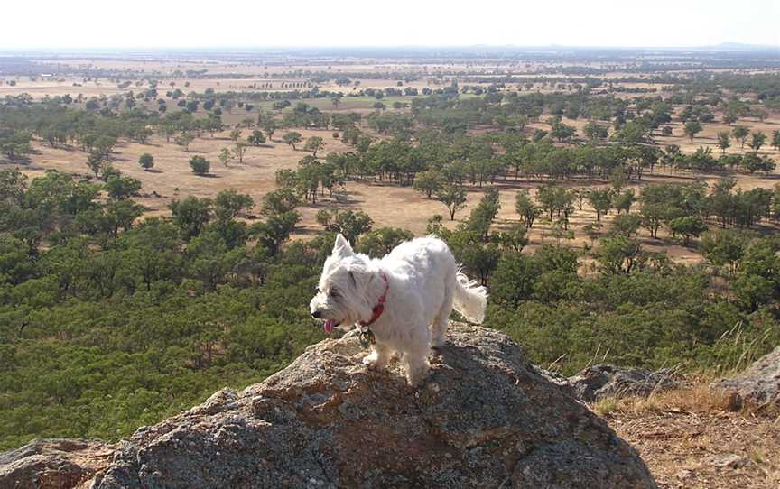 Mount Tilga, Condobolin, NSW