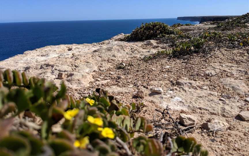 Nullarbor National Park, Nullarbor, SA