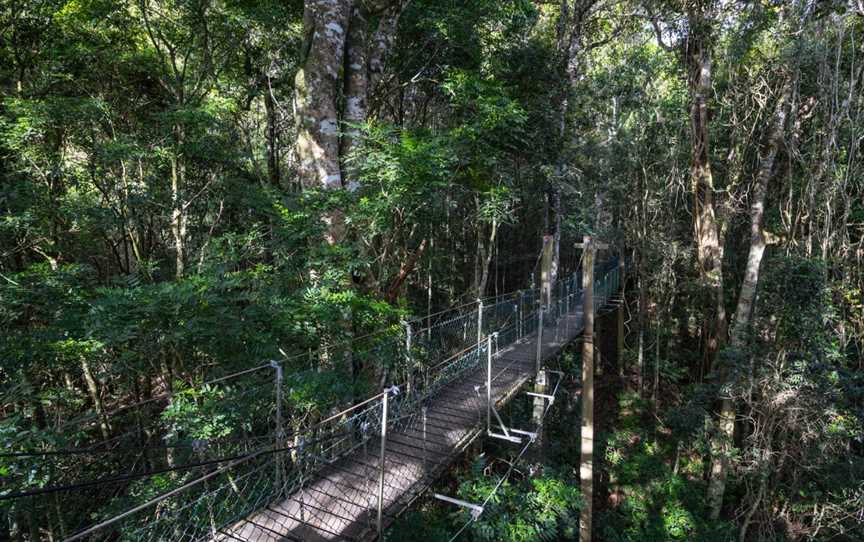 O'Reilly's Tree Top Walk, O'Reilly, QLD