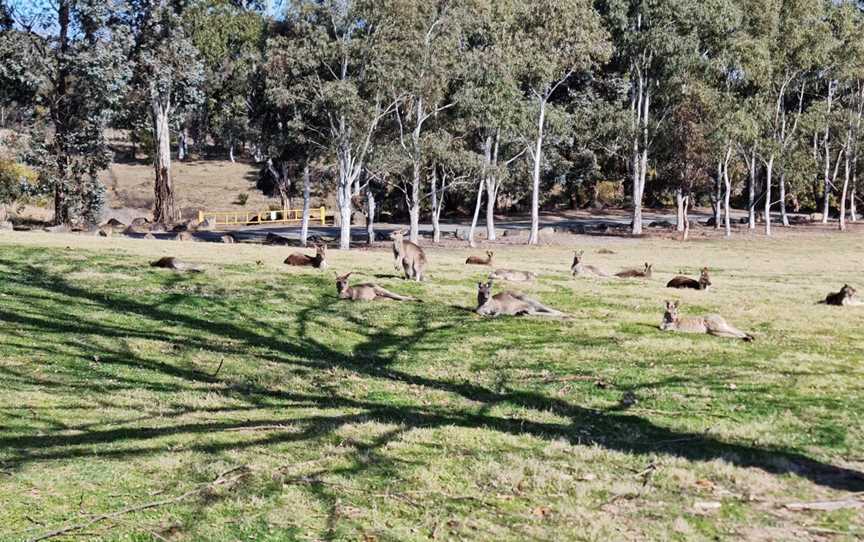 Pine Island Reserve, Greenway, ACT