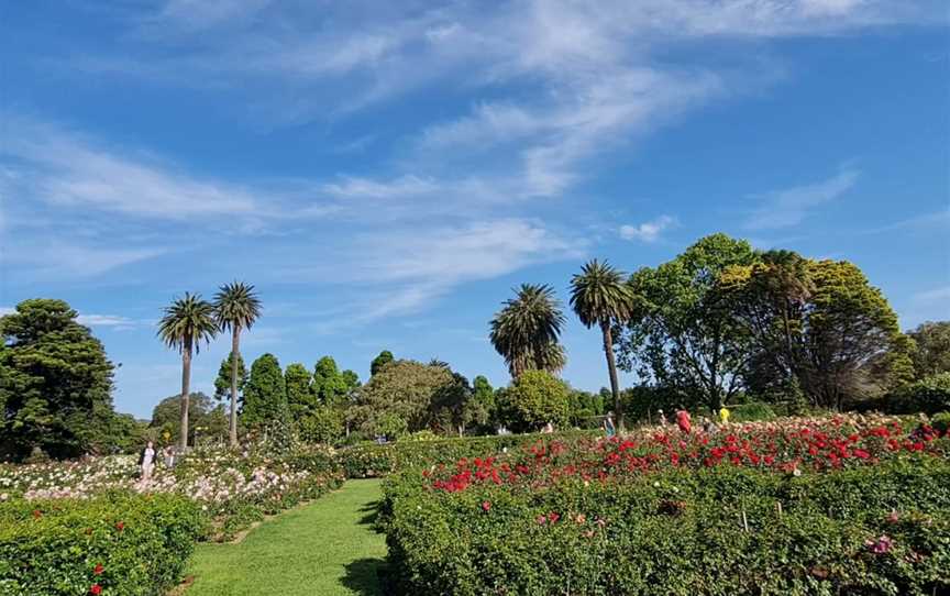 Rose Garden, Centennial Park, NSW