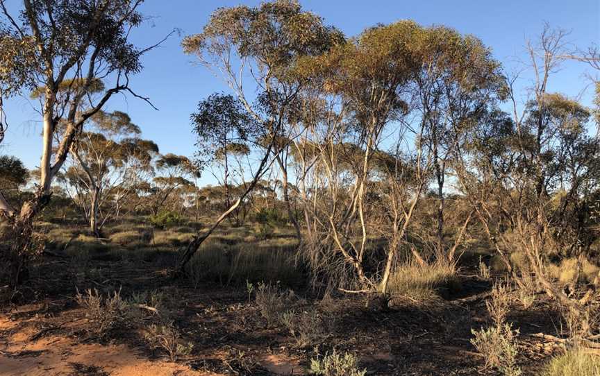 Round Tank picnic area, Mungo, NSW