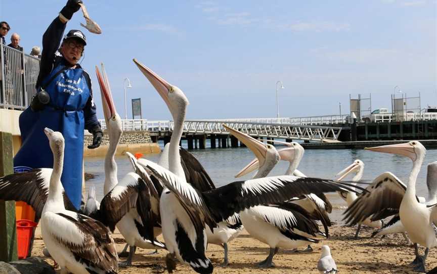 San Remo Pelican Feeding, San Remo, VIC