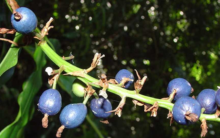 Sherwood Nature Reserve, Woolgoolga, NSW