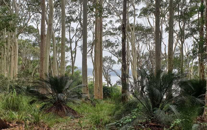 Square Head Track 2, Long Beach, NSW