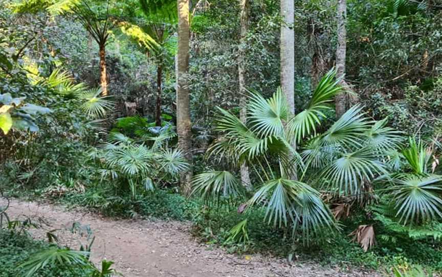 Strickland State Forest, Somersby, NSW