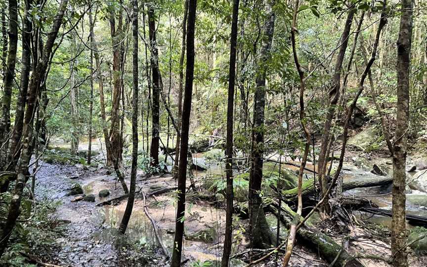 Strickland State Forest, Somersby, NSW