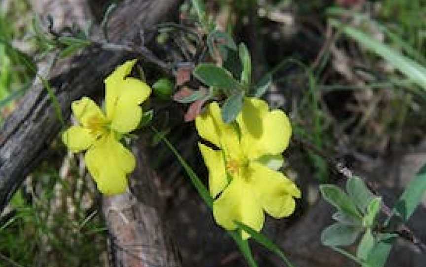 Swainsona Reserve, West Wodonga, VIC