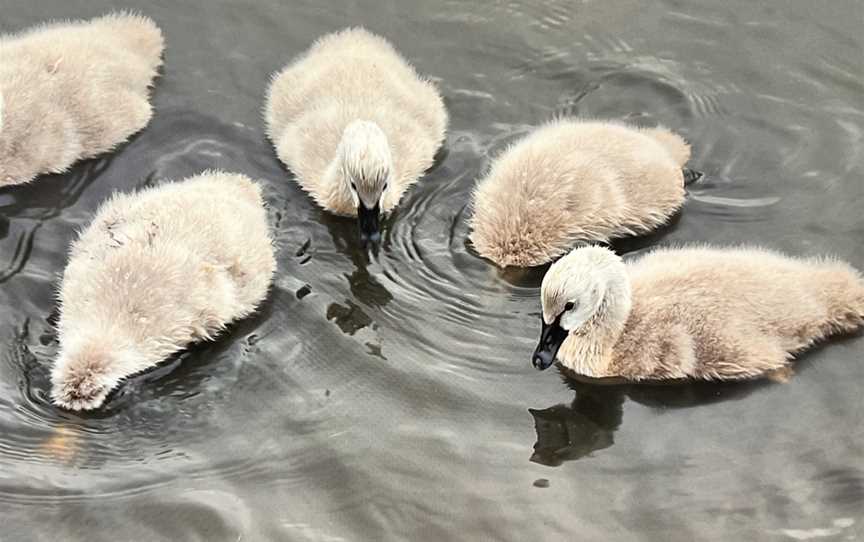 Tamar Island Wetlands Centre and Reserve, Riverside, TAS