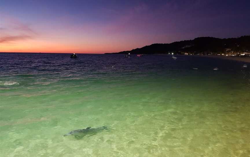 Tangalooma Wild Dolphin Feeding, Moreton Island, QLD