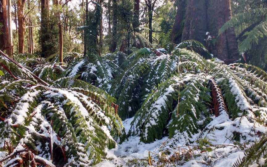 Tanglefoot Loop, Toolangi, VIC