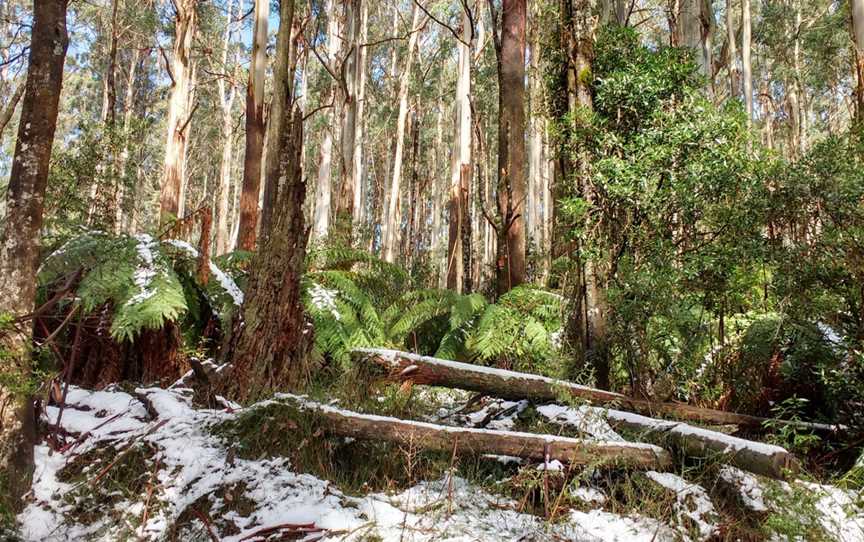 Tanglefoot Loop, Toolangi, VIC