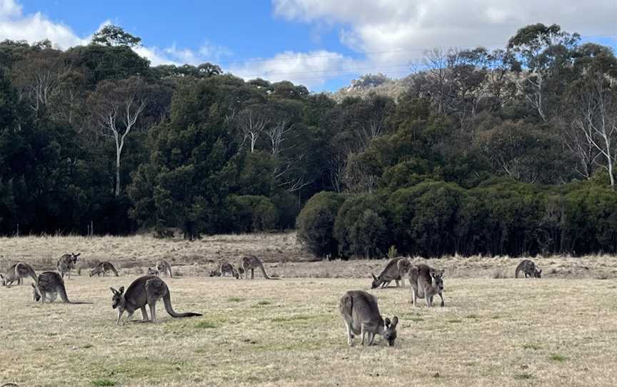 Tidbinbilla Nature Reserve, Paddys River, ACT