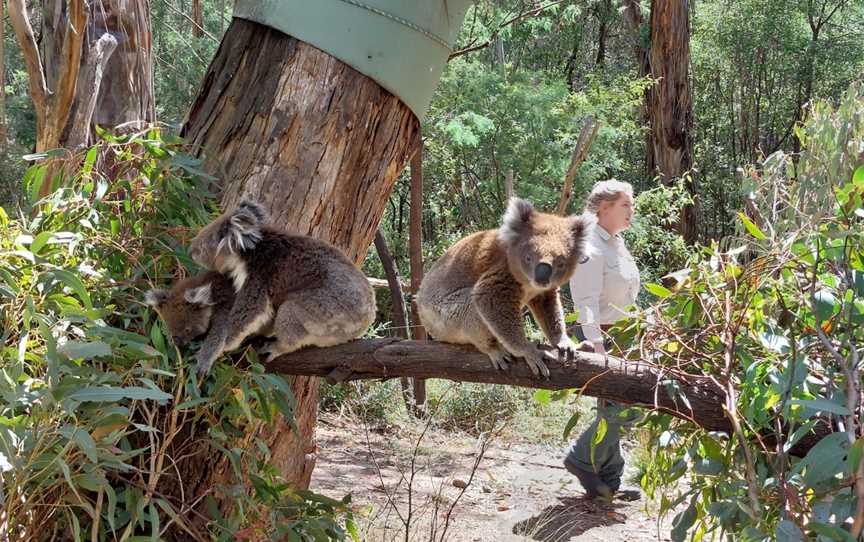 Tidbinbilla Nature Reserve, Nature & Trails in Paddys River