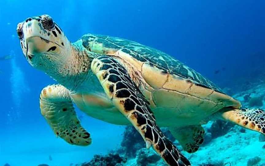 Turtle Group National Park, Lizard Island, QLD