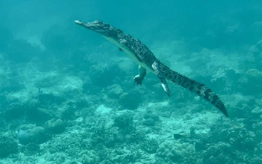 Vlasoff Cay, Green Island, QLD