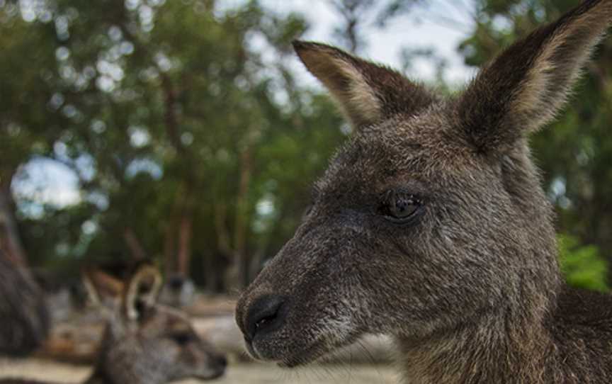 Walkabout Wildlife Sanctuary, Calga, NSW