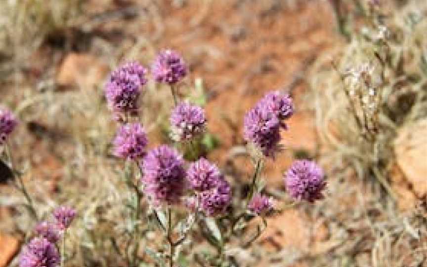 Walpa Gorge Walk, Petermann, NT