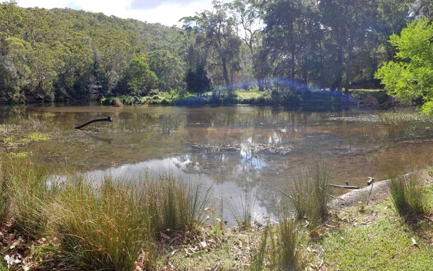 Wattle Forest picnic area, Royal National Park, NSW