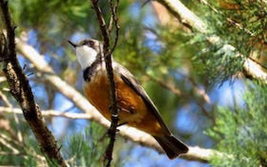 Weddin Bird Trails, Grenfell, NSW