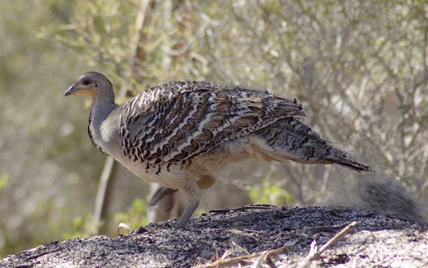 Yumbarra Conservation Park, Yumbarra, SA