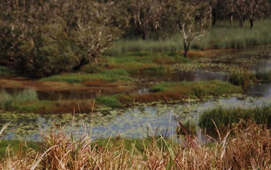 Eubenangee Swamp National Park, Eubenangee, QLD