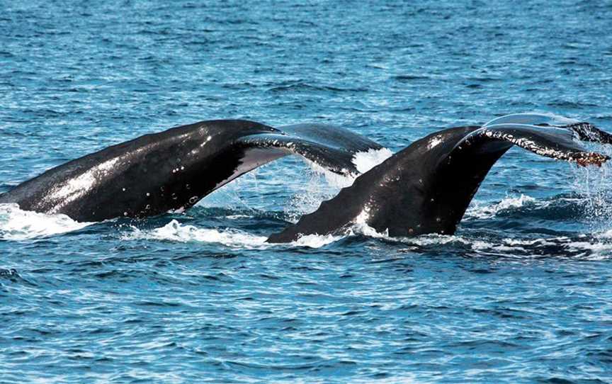 Mackerel Islands Tours, Tours in Onslow