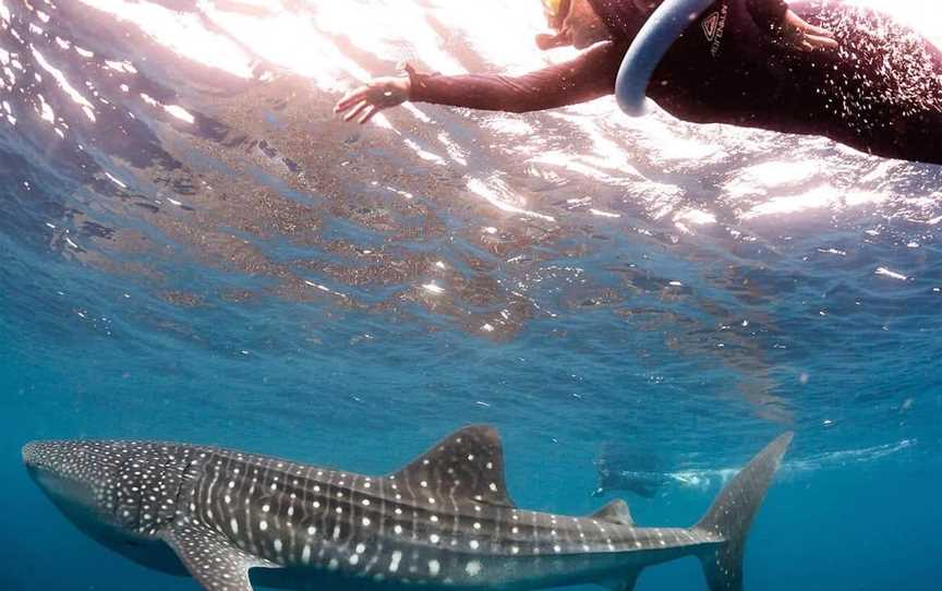 Ningaloo Blue Dive, Tours in Ningaloo Reef