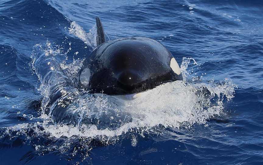 Orca, Bremer Bay