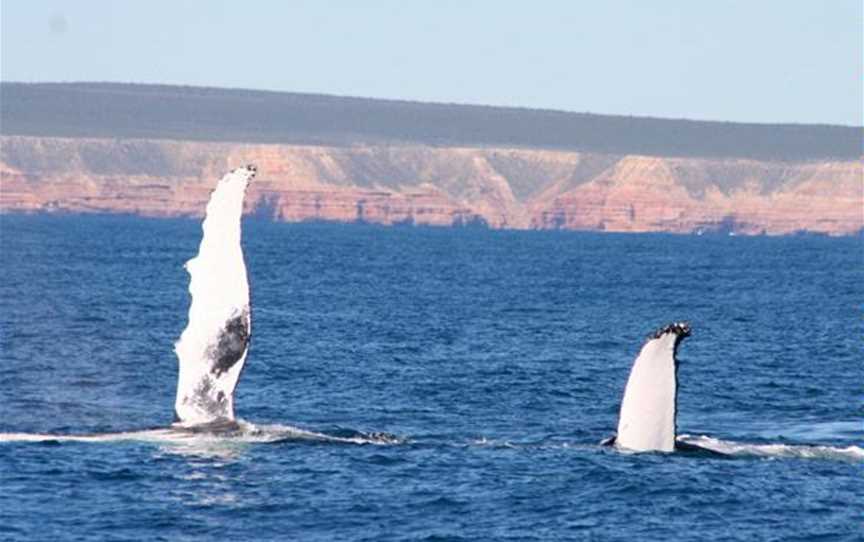 Reefwalker Adventure Tours, Tours in Kalbarri