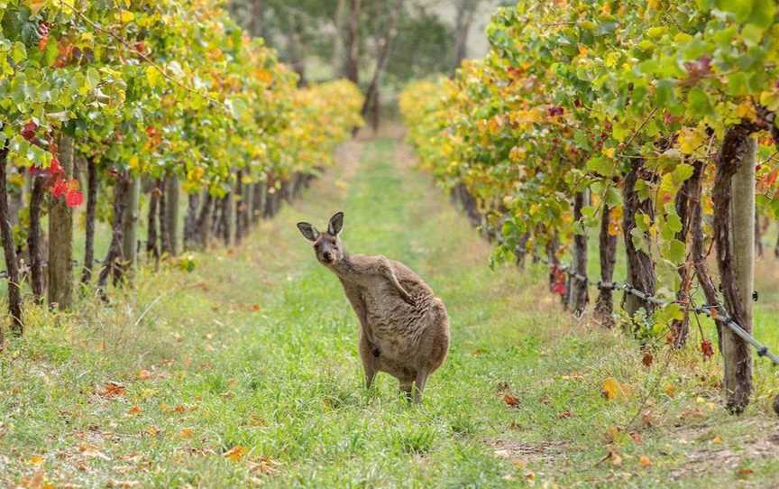 Filippo's Tours, Tours in Stanthorpe