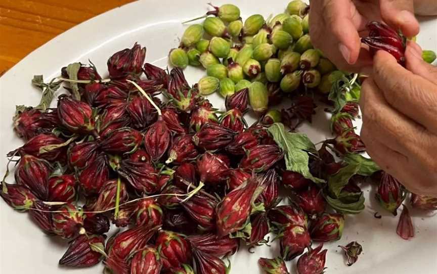 Mayi Harvests, Tours in Broome