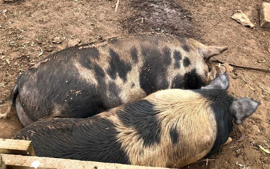 Echo Farm, Mount Gambier, SA