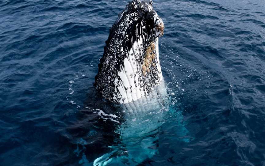 Wildlife Coast Cruises, Port Welshpool, VIC