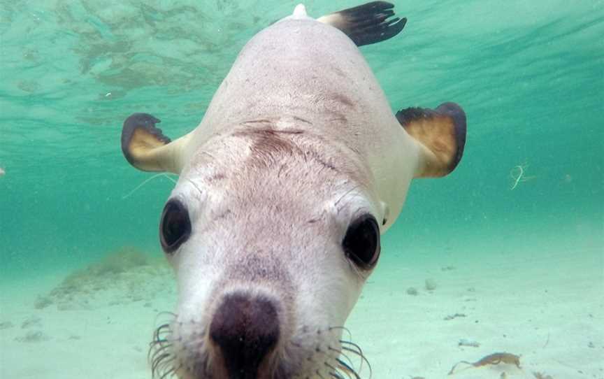 Jurien Bay Oceanic Experience, Jurien Bay, WA