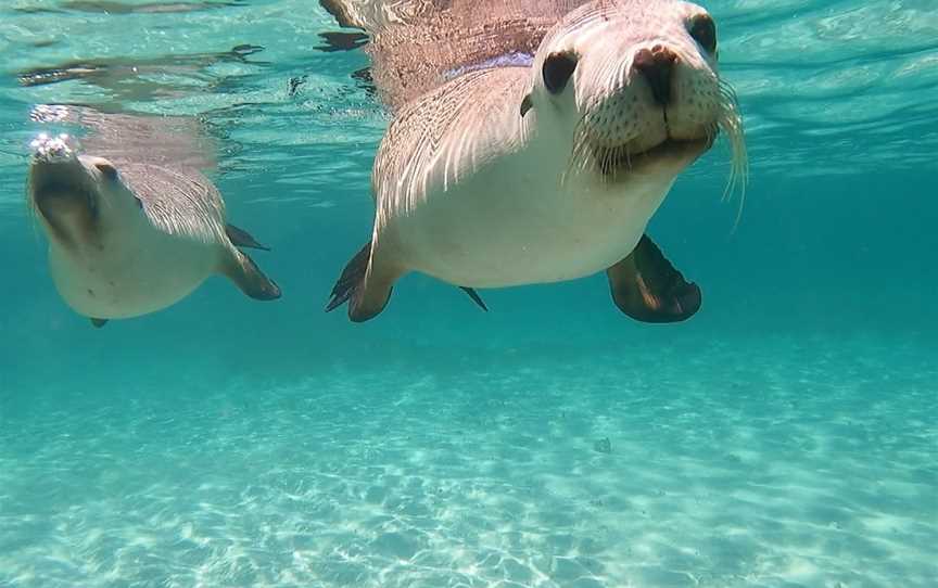 Jurien Bay Oceanic Experience, Tours in Jurien Bay