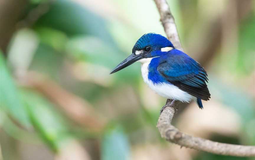 Daintree Boatman Wildlife Cruises, Daintree, QLD