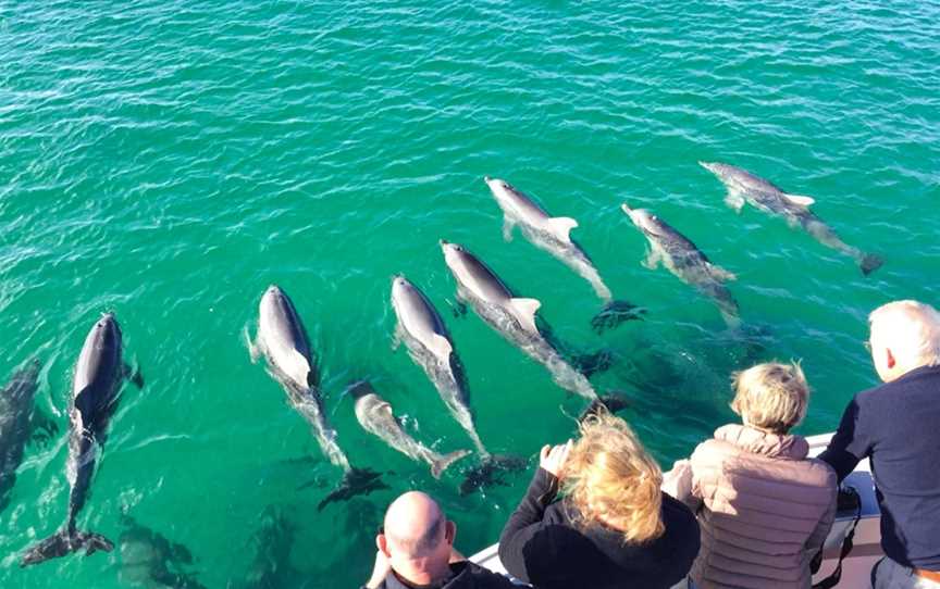 Kangaroo Island Ocean Safari, Penneshaw, SA