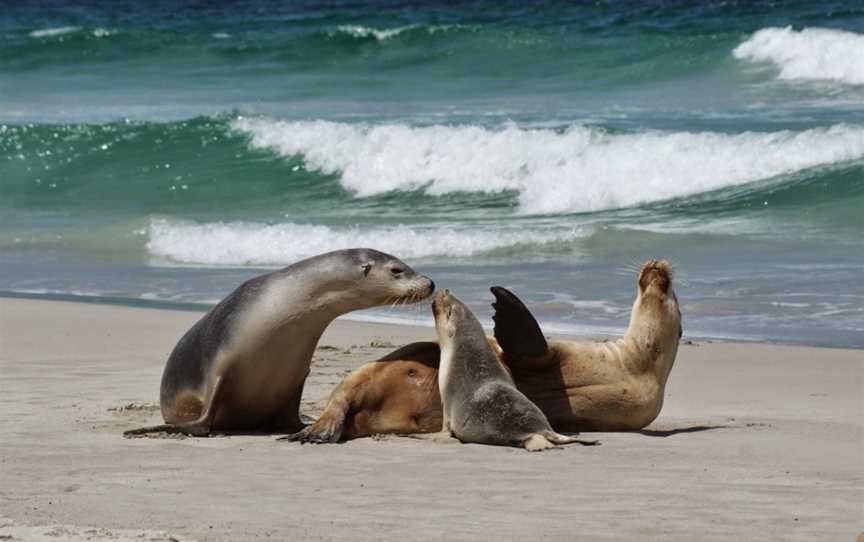 Kangaroo Island Wilderness Tours, Parndana, SA