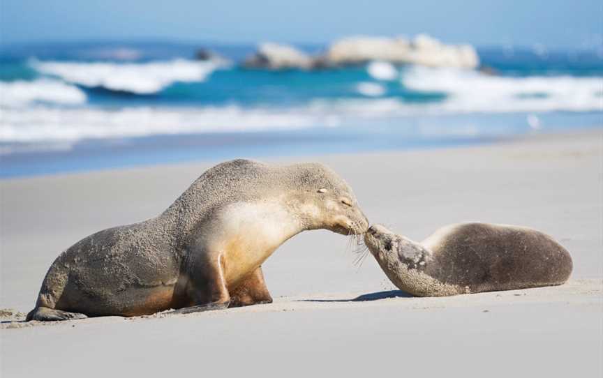 Exceptional Kangaroo Island, Cygnet River, SA