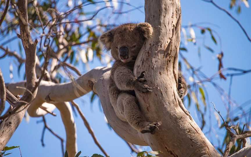 Exceptional Kangaroo Island, Cygnet River, SA