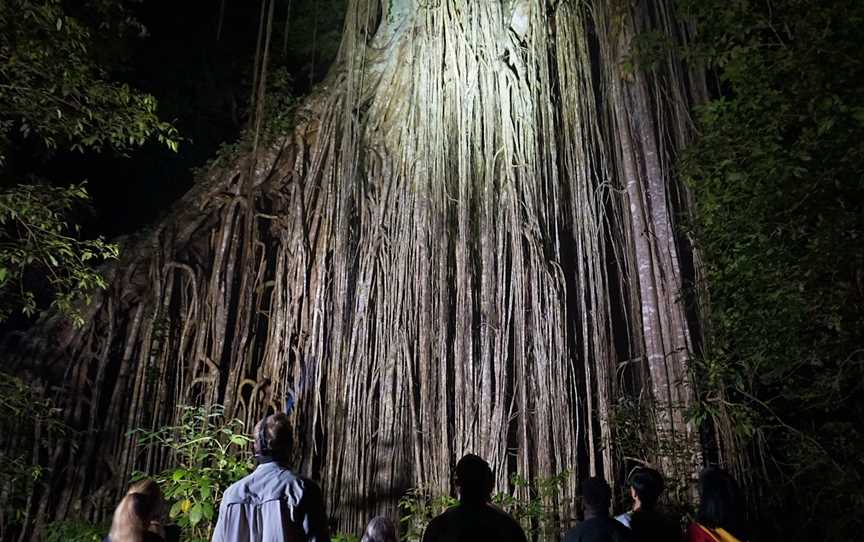 Wait-a-While Rainforest Tours, Cairns City, QLD