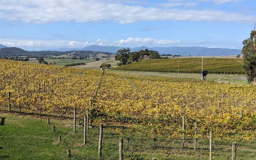 Yarra Valley Wine Tasting Tours, Melbourne, VIC