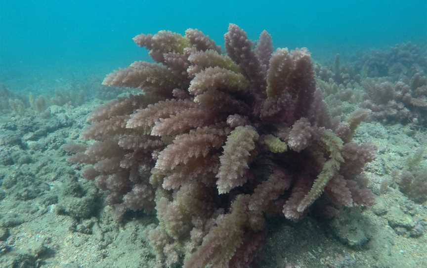 Hervey Bay Eco Marine Tours, Urangan, QLD