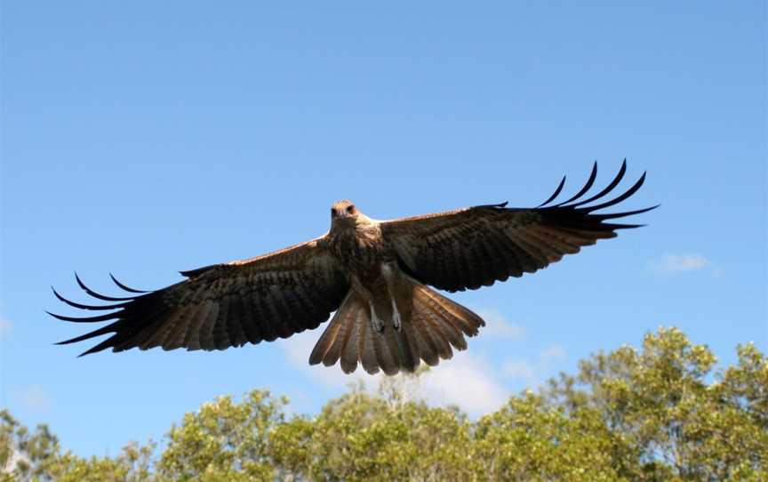 Tweed Eco Cruises, Tweed Heads, NSW